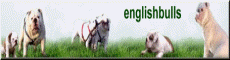 Englishbulls English bulldog breeder in Germany or Deutschland ou Allemagne